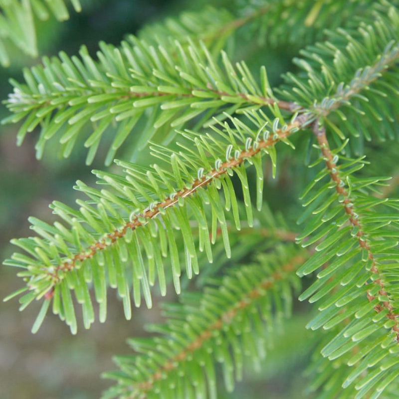 Nordman Fir Christmas Tree (cut) – <strong>MOST POPULAR</strong>– 4ft to 10ft
