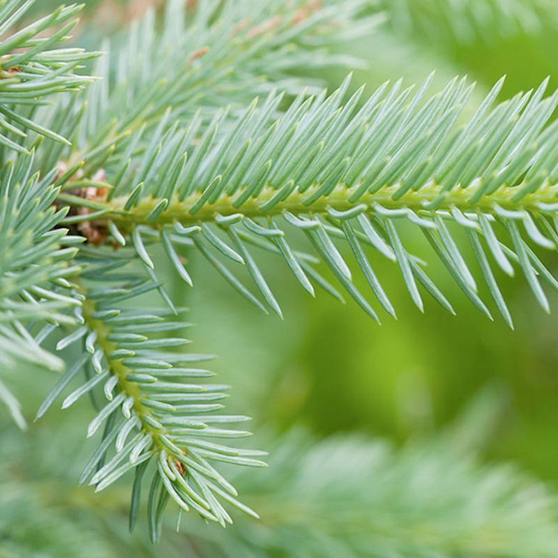 Norway Spruce Christmas Tree (cut) – 4ft – 7ft