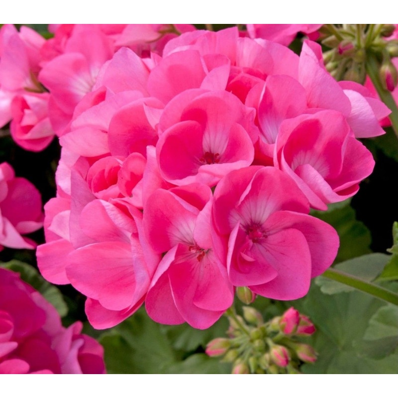 Pelargonium Grandeur Classic Pink (Upright Habit) – 10.5cm Pot