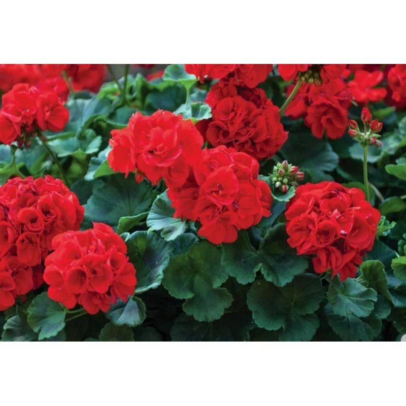Pelargonium Grandeur Classic Red Pepper (Upright Habit) – 10.5cm Pot