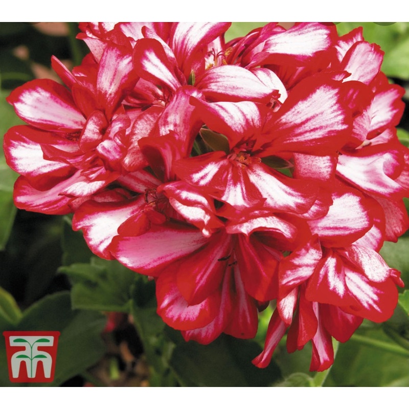 Pelargonium Grandeur Ivy Arctic Scarlet (Trailing Habit) – 10.5cm Pot