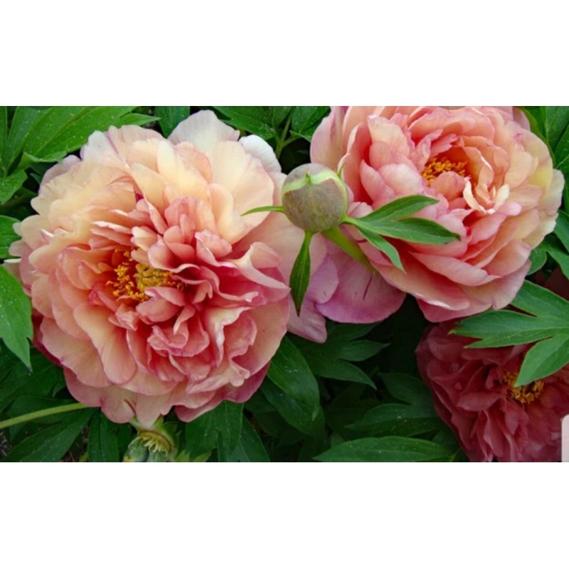 Peony Itoh Scrumdiddlyumptious – 5 litre Tall Pot