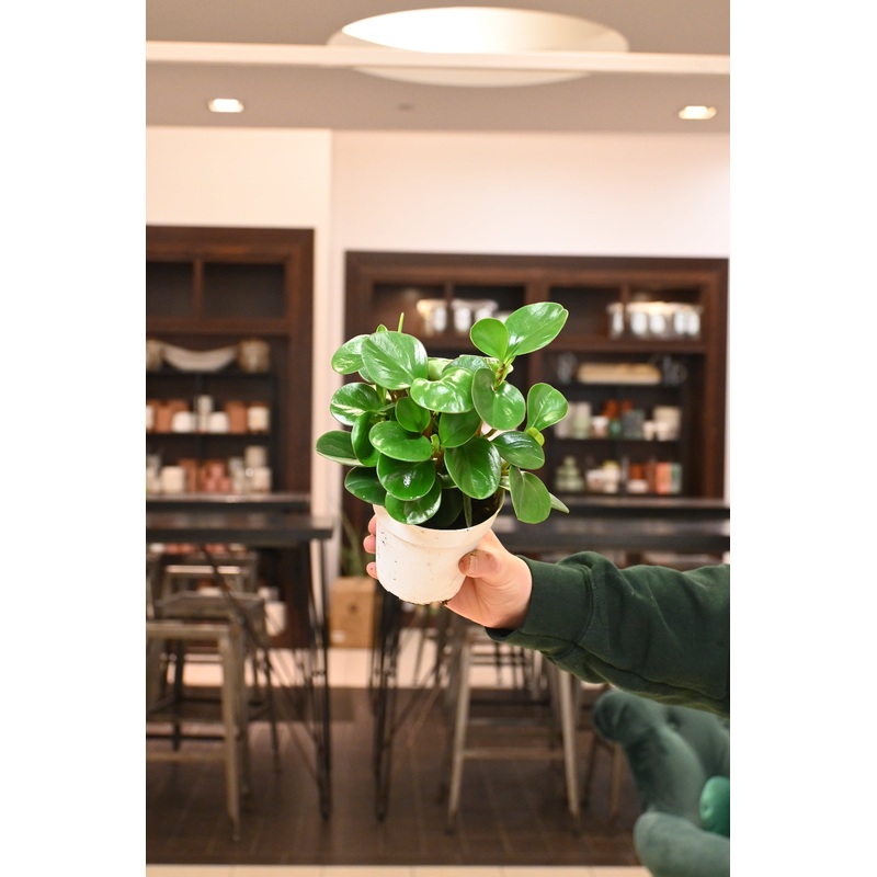Peperomia Obtipan Green|4″