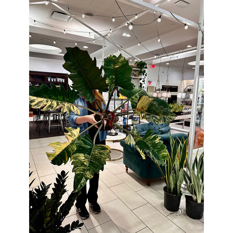 PHILODENDRON CARAMEL MARBLE RAFFLE –  2024
