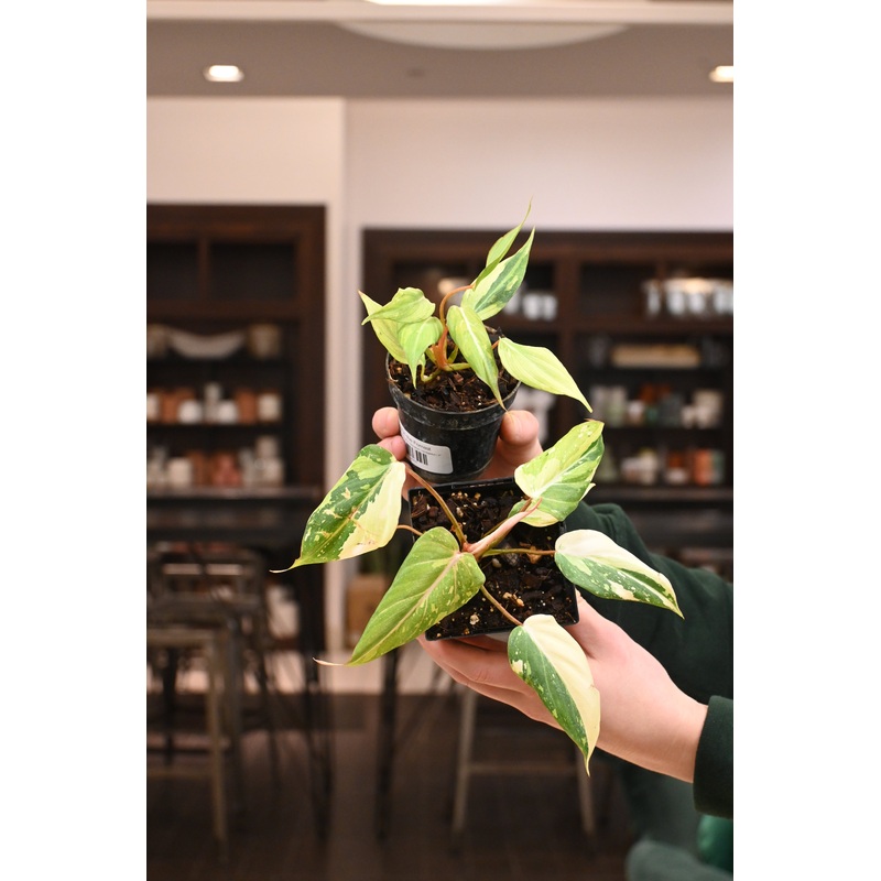 Philodendron Gloriosum Variegated