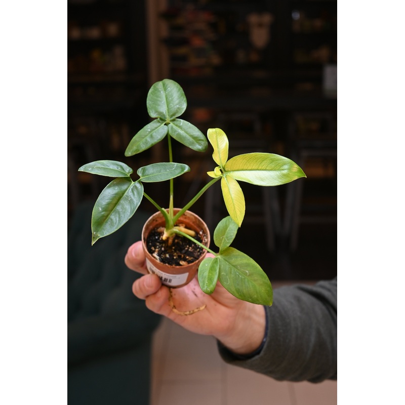 Philodendron Goeldii Mint|3″