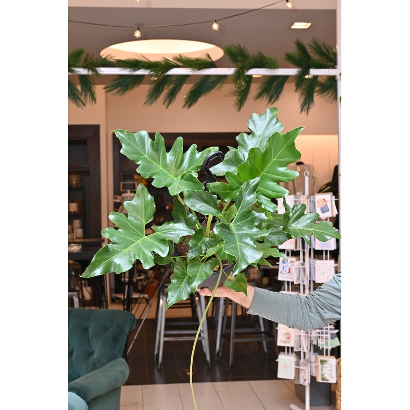 Philodendron Revolution|8″ HB