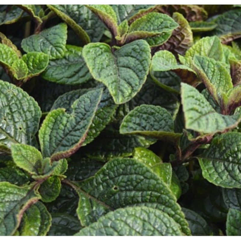 Plectranthus fruticosus Nikki – 10.5cm Pot