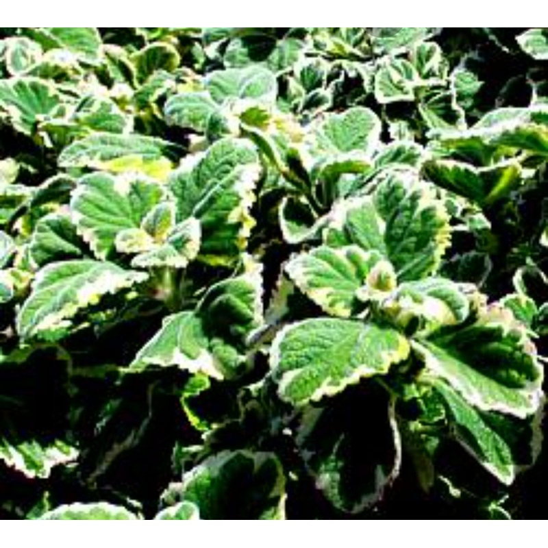 Plectranthus fruticosus Variegatus – 10.5cm Pot