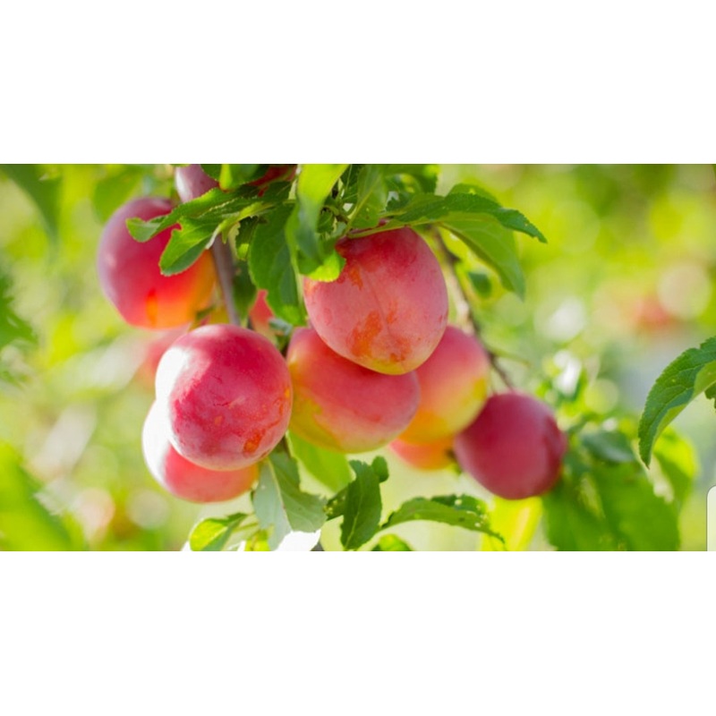 Plum Burbank – 10 Litre Pot