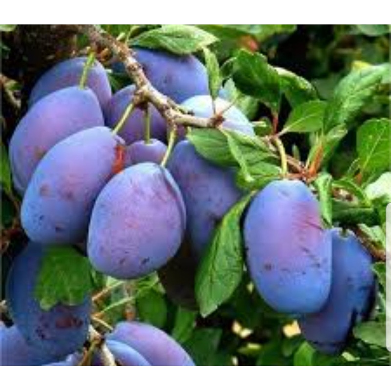 Plum Czar – 10 Litre Pot