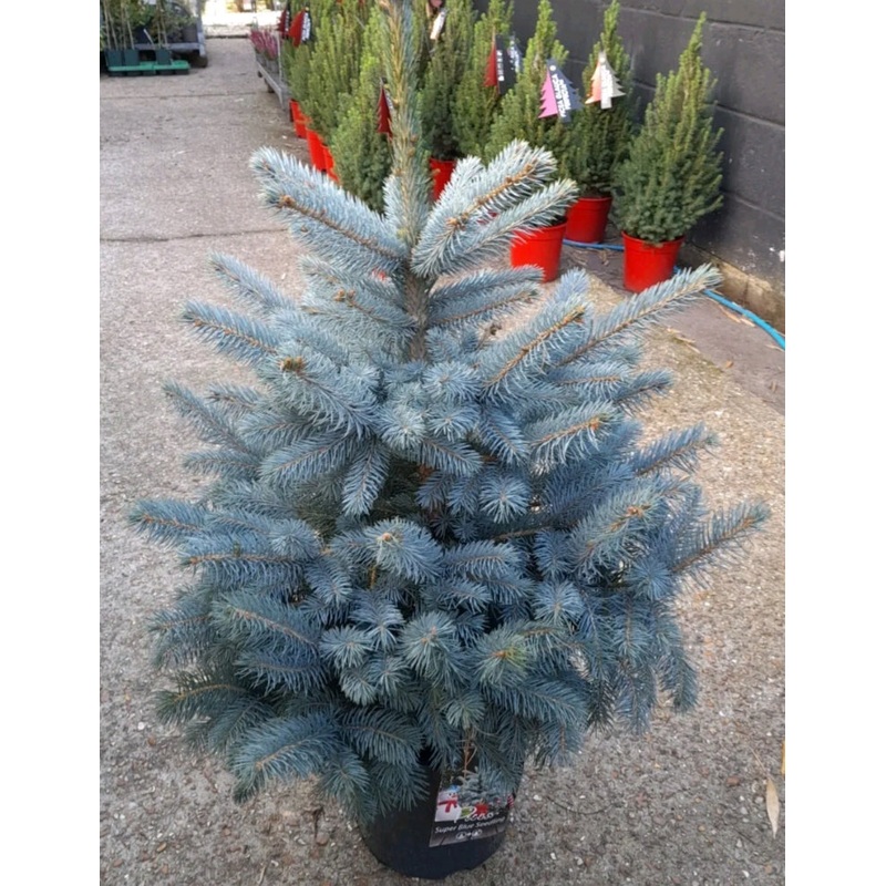 Pot Grown Christmas Tree – BLUE SPRUCE – 60 – 80cm high including the pot