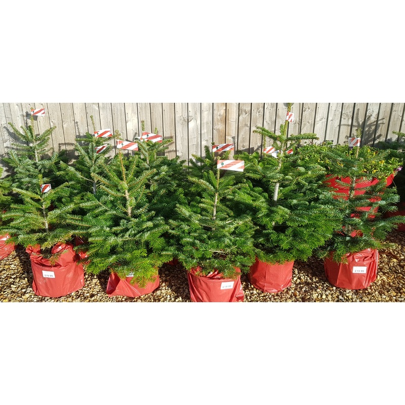 Pot grown Christmas Tree – NORDMAN FIR 80-100cm high above pot