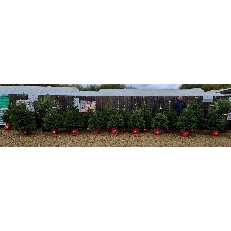 Pot grown Christmas Tree – NORWAY SPRUCE 100-150cm high above pot.