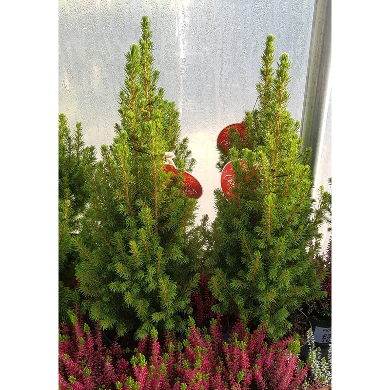 Pot grown Christmas Tree – Picea Glauca (White Spruce) – 55cm (20) High inc pot