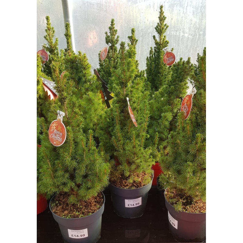 Pot grown Christmas Tree – Picea Glauca (White Spruce) – 70cm (28) High inc pot