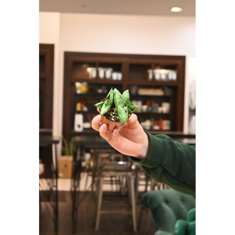 Sansevieria Bonji|3″