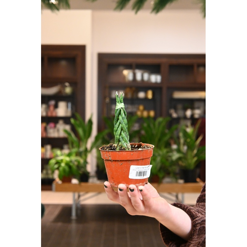 Sansevieria Cylindrica|4″ Braid