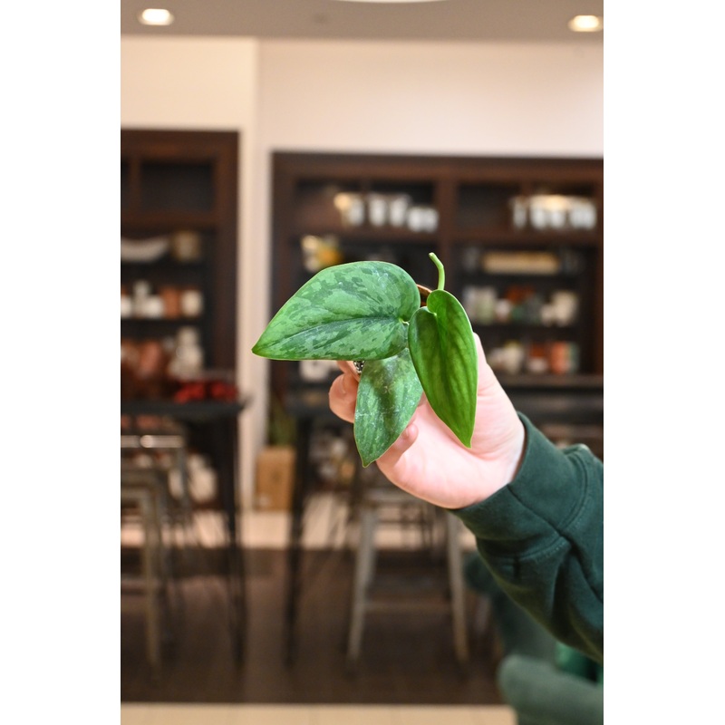 Scindapsus Army