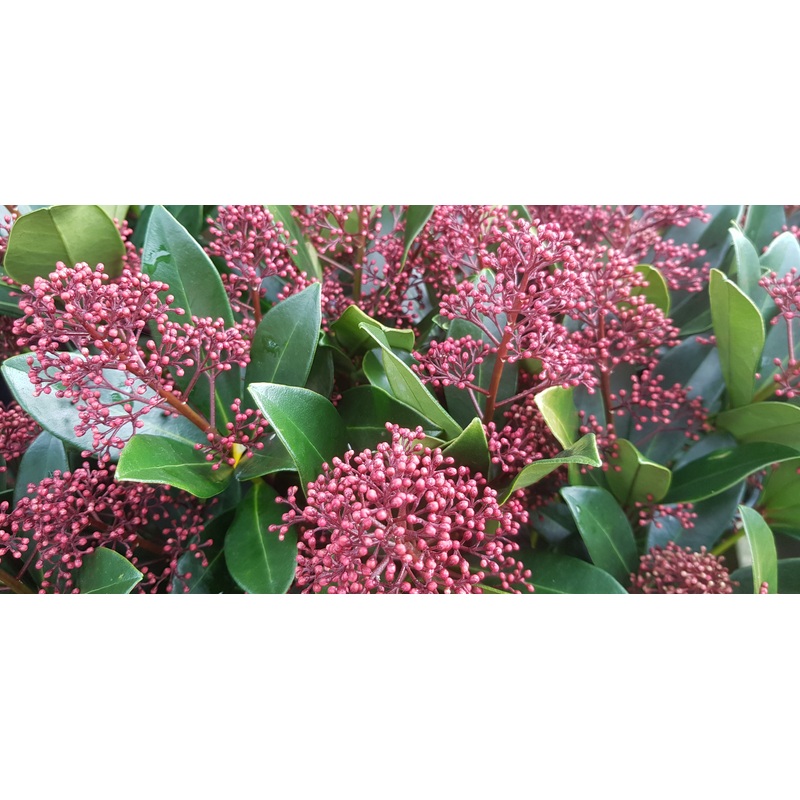 Skimmia japonica Rubella