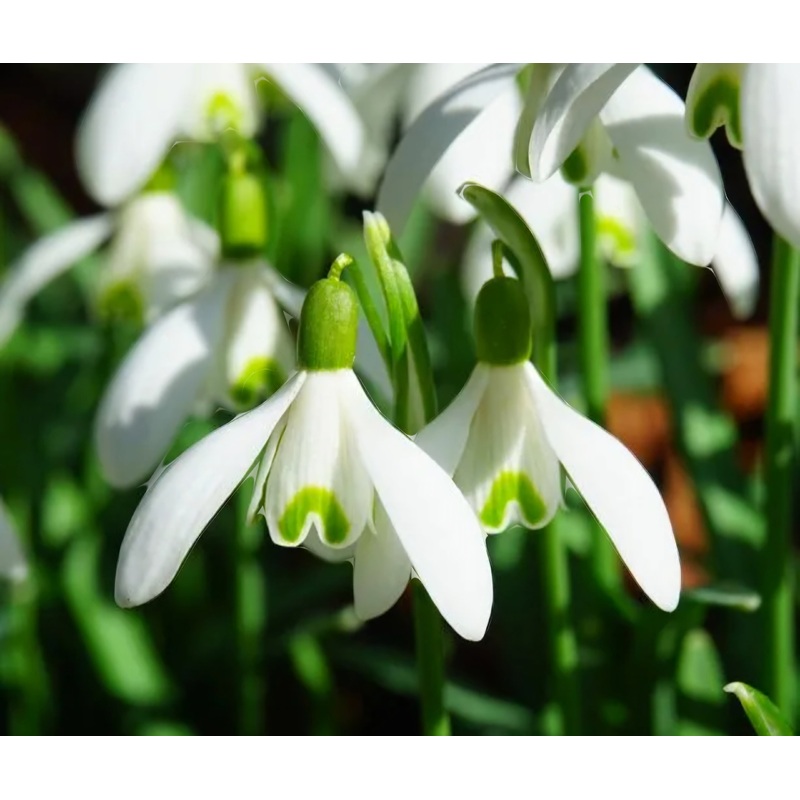 Snowdrop – Galanthus Ikariae – 10.5cm Pot