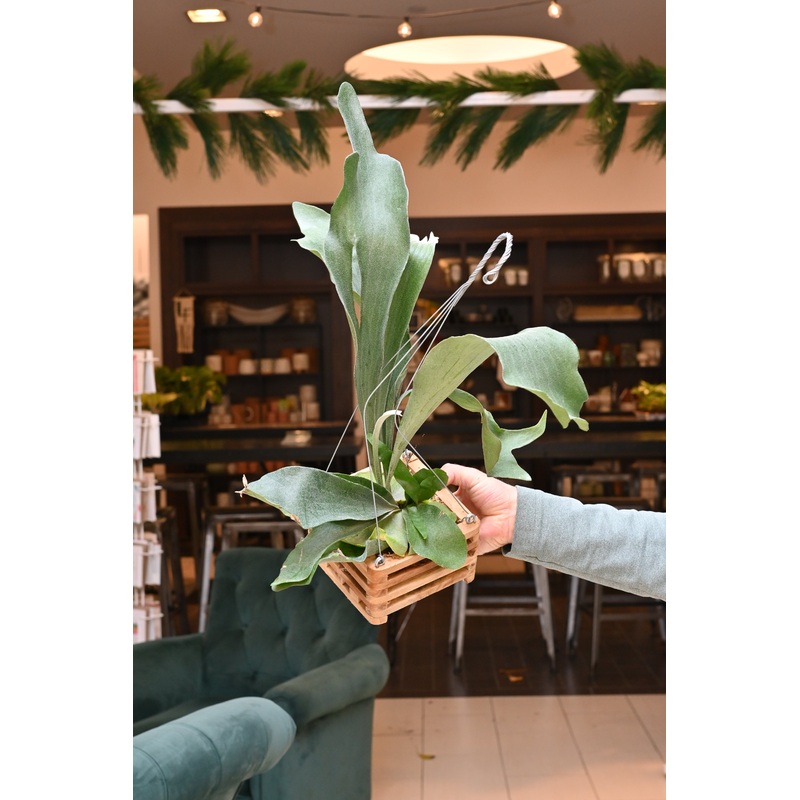 Staghorn Fern Crate|5″ Crate