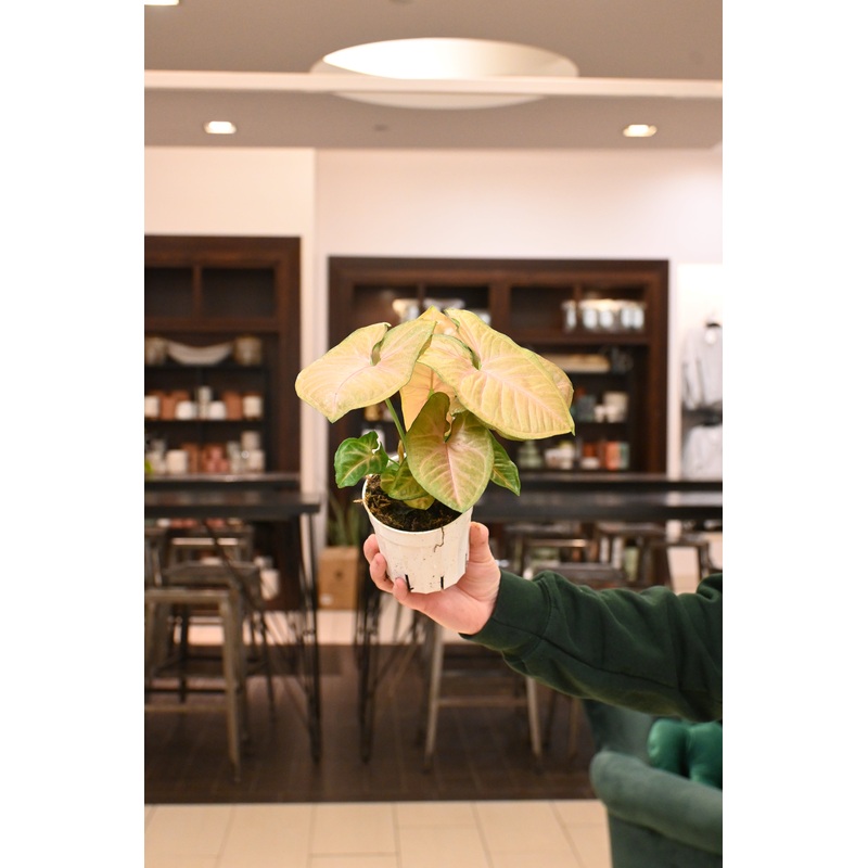 Syngonium StrawberryCream|4″