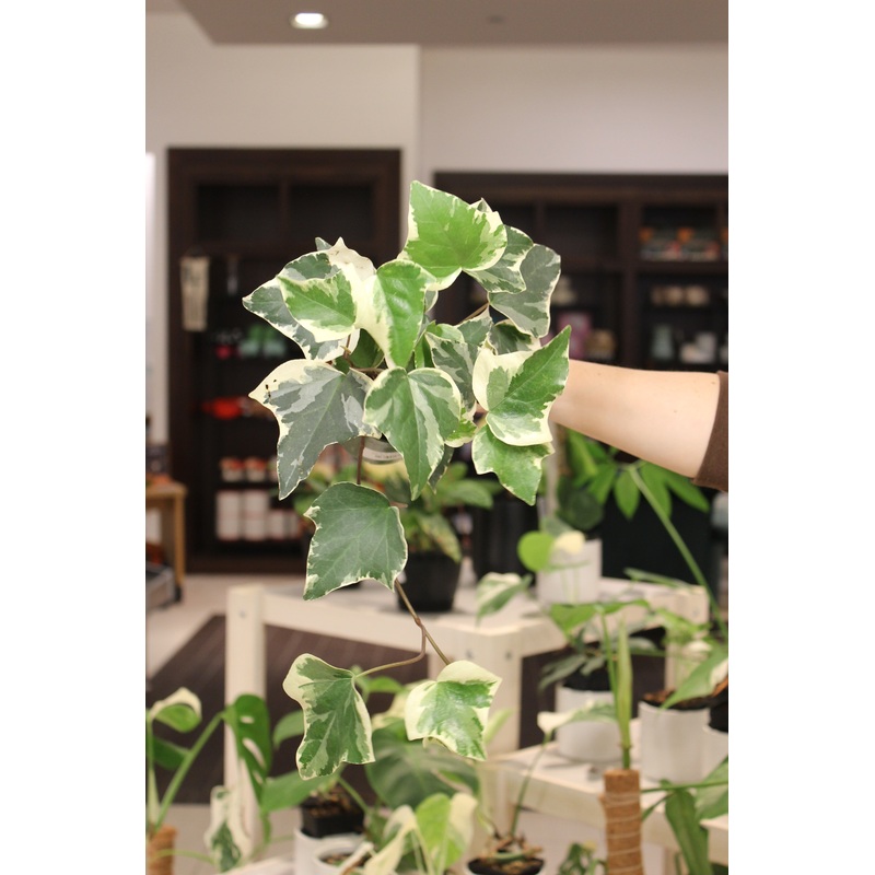 Variegated Ivy|4″