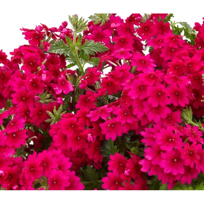 Verbena Samira Rose (Trailing Habit) – 10.5cm Pot