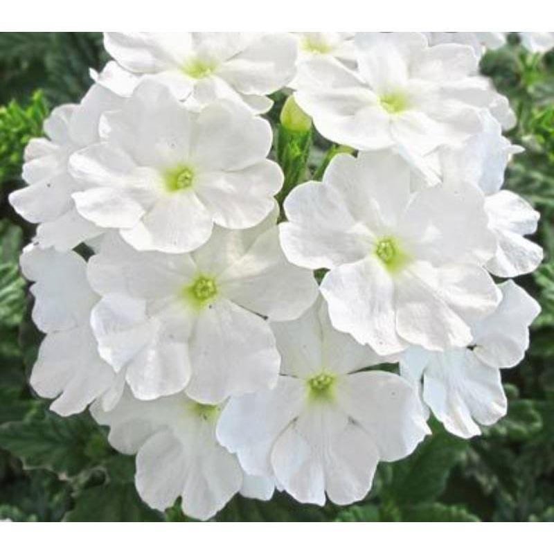 Verbena Samira White (Trailing Habit) – 10.5cm Pot