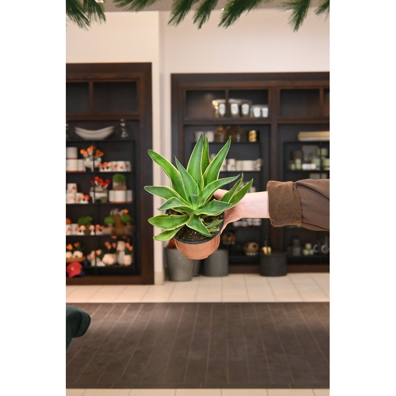 Agave Variegated|6″