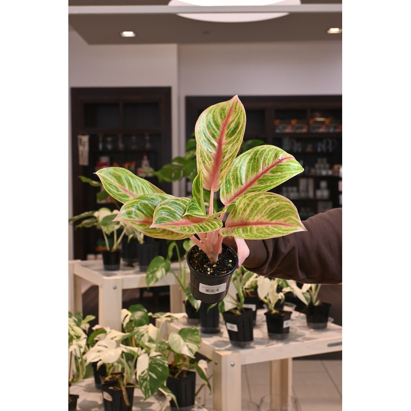 Aglaonema ‘Amber’|4″