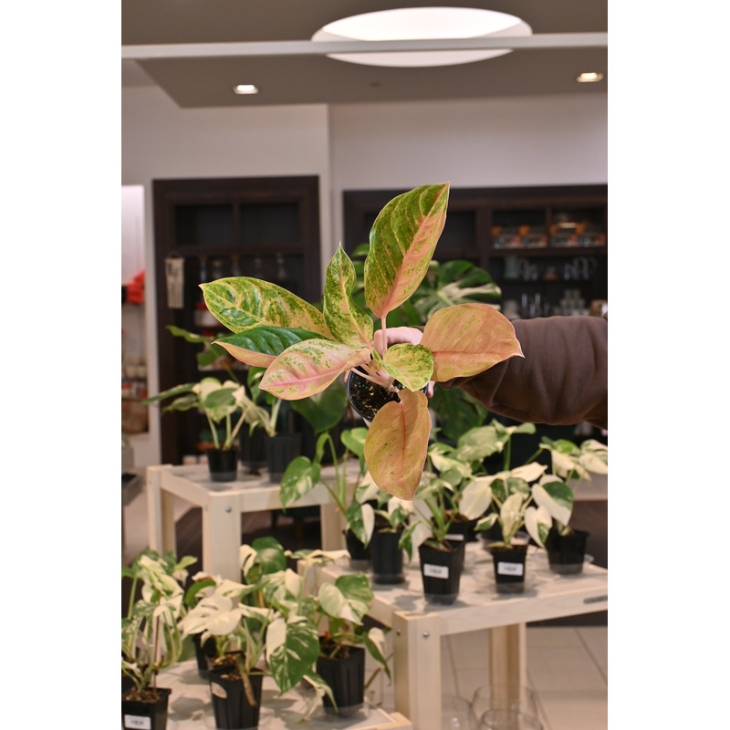 Aglaonema ‘Baby Tiger’|4″