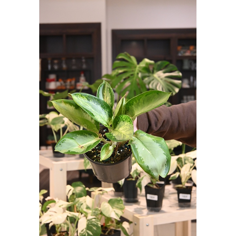 Aglaonema ‘Banana Bowl’|6″