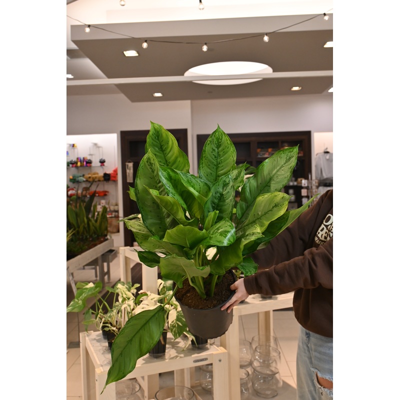 Aglaonema BJ Freeman|10″