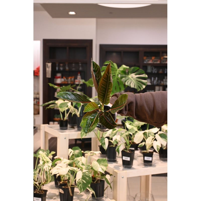 Aglaonema ‘Black Sumatra’|4″