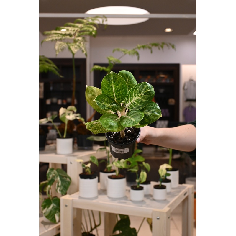 Aglaonema ‘Green Papuma’|4″