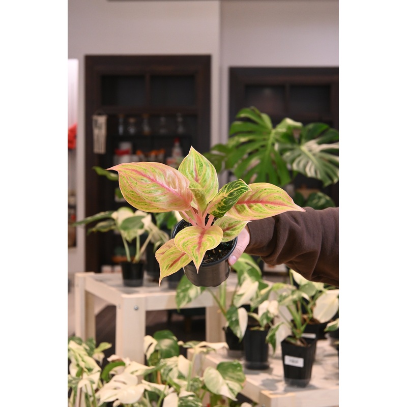Aglaonema ‘Joulie’|4″