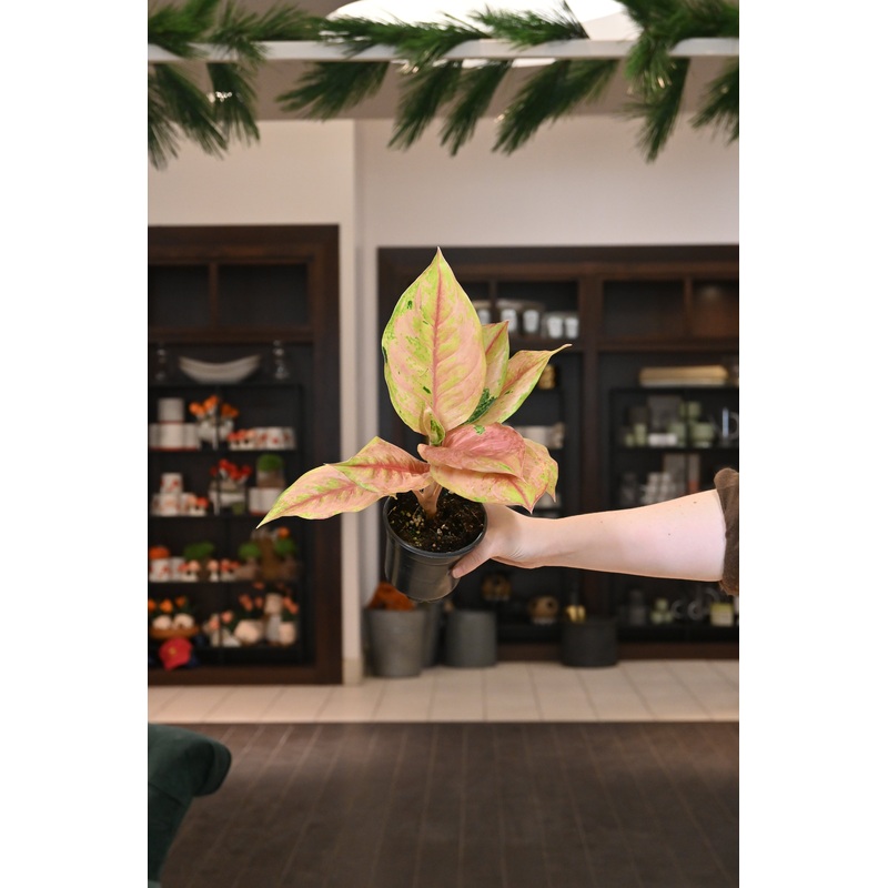 Aglaonema ‘Light of Diamond’|4″