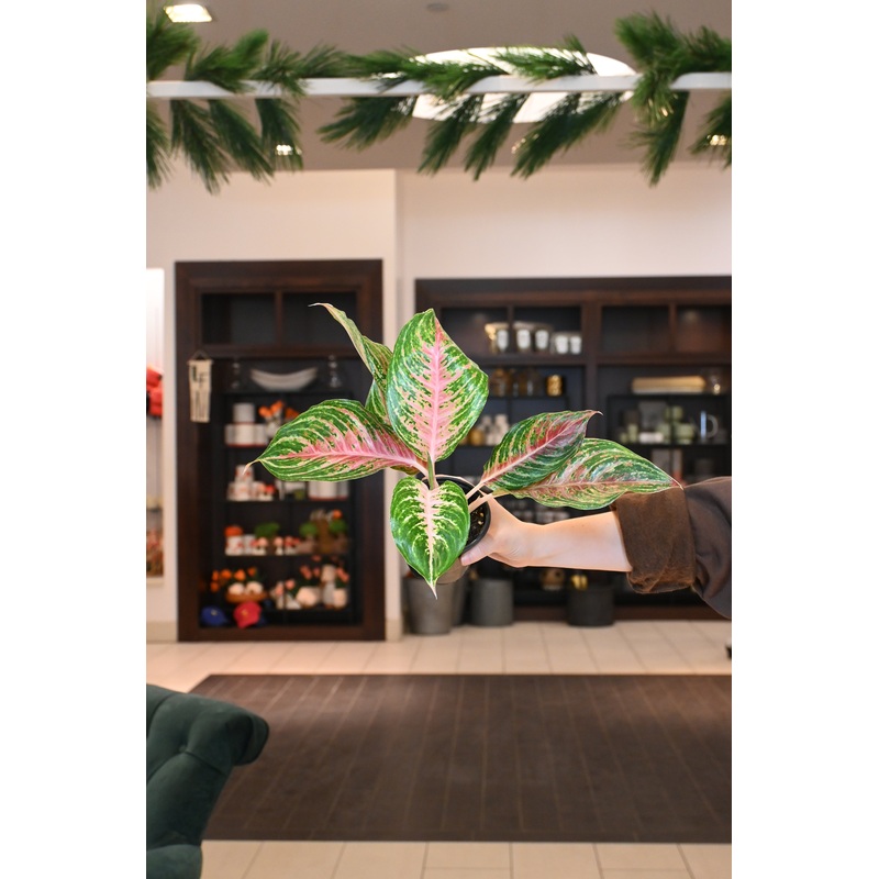 Aglaonema ‘Mahanakorn’|4″