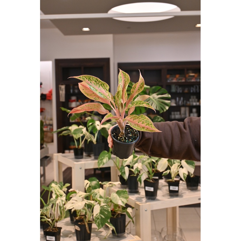 Aglaonema ‘Pink Baramee’|4″