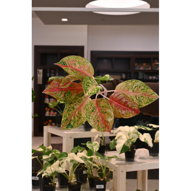 Aglaonema Red Mahasettii|4″