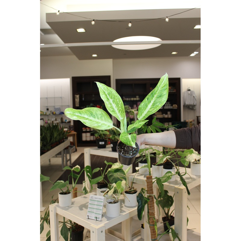Aglaonema ‘Sundrop’|4″