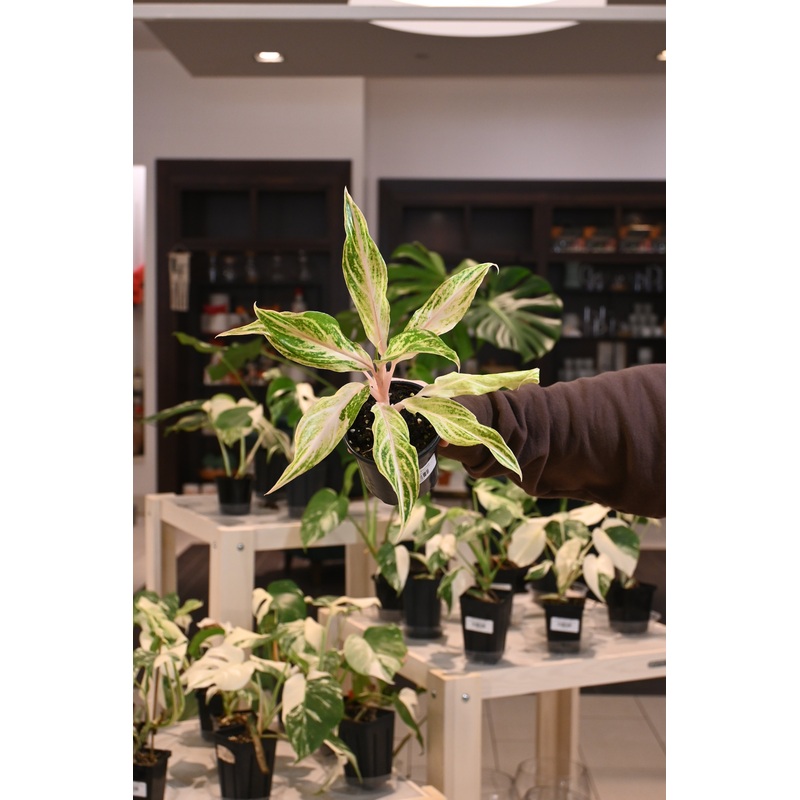Aglaonema ‘White Panama’|4″