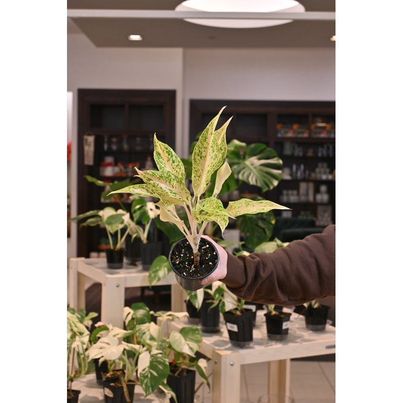 Aglaonema ‘White Snow Dream’|4″