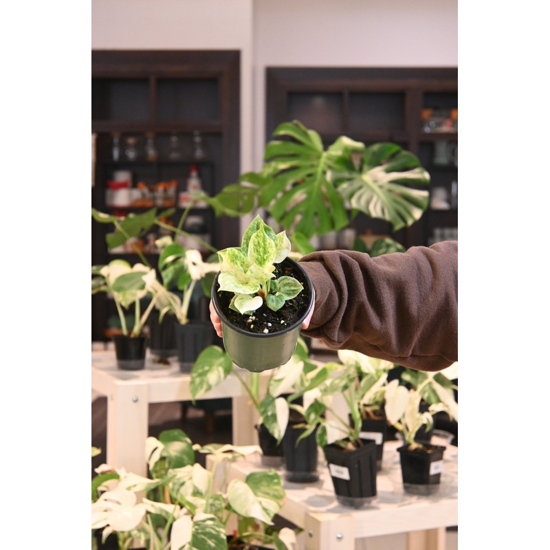 Anthurium Hookeri Variegated|4″