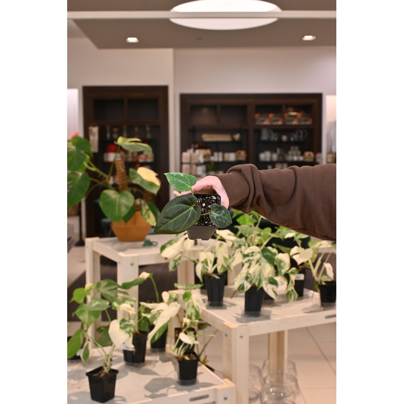 Anthurium (‘Not the Mama’ x Forg.) x ‘Gigi’