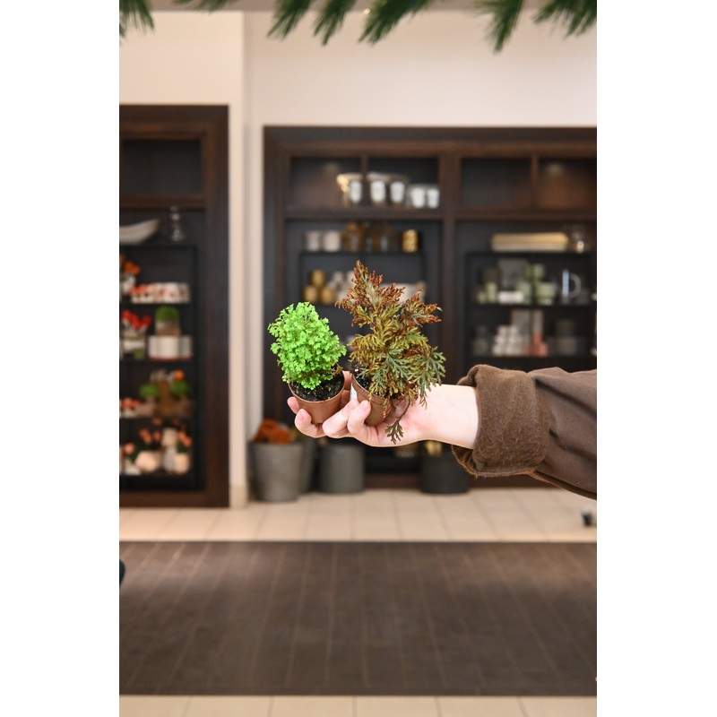 Assorted Moss|2″