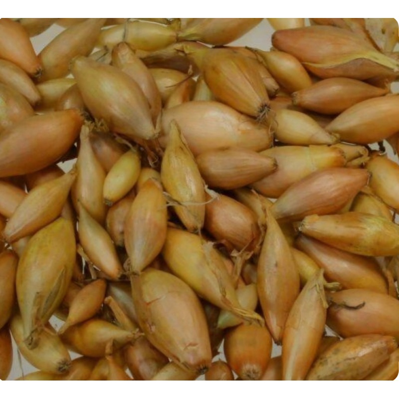 Bamberger Long Onion sets – 30 Sets