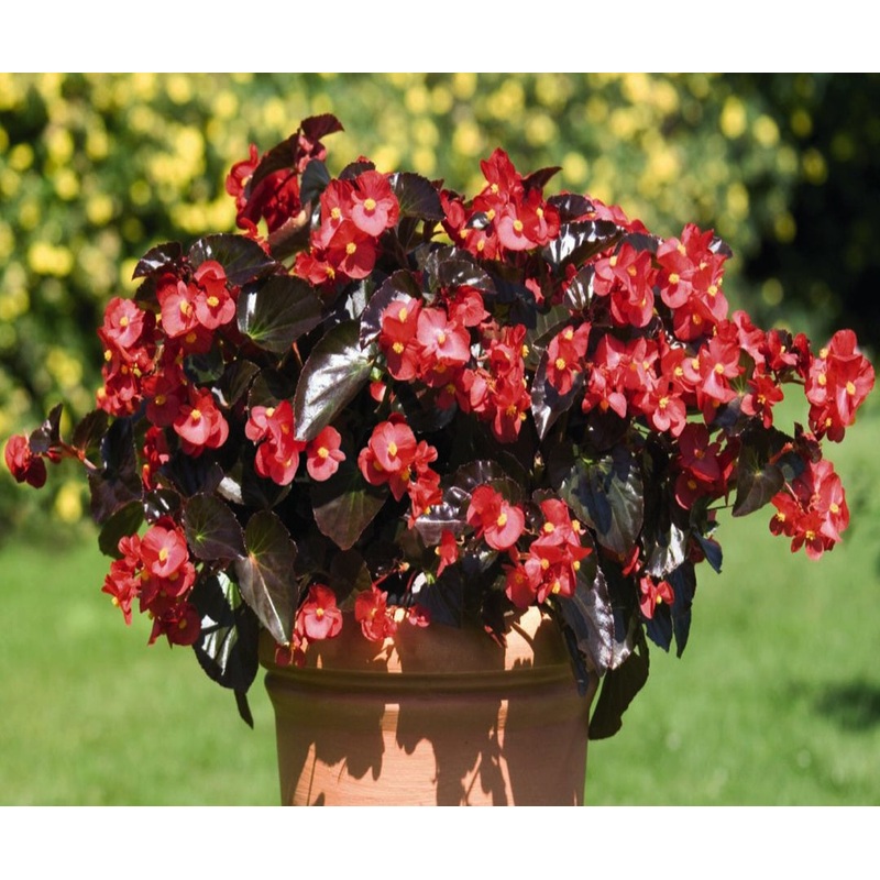 Begonia Big Deluxxe Red with Bronze Leaf – 10.5cm Pot